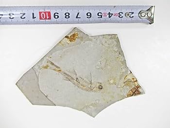 Amazon.co.jp: [A215魚化石 狼鰭魚 LYCOPTERA(リコプテラ) 約一